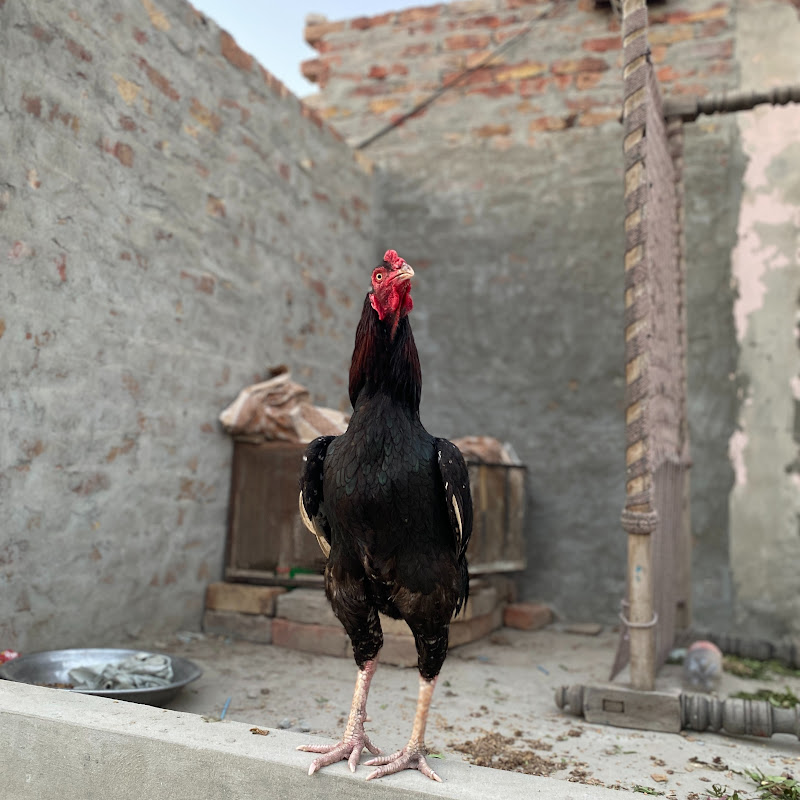 White House on the Roof