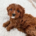 Princess Maple | Cavoodle Pup ✨