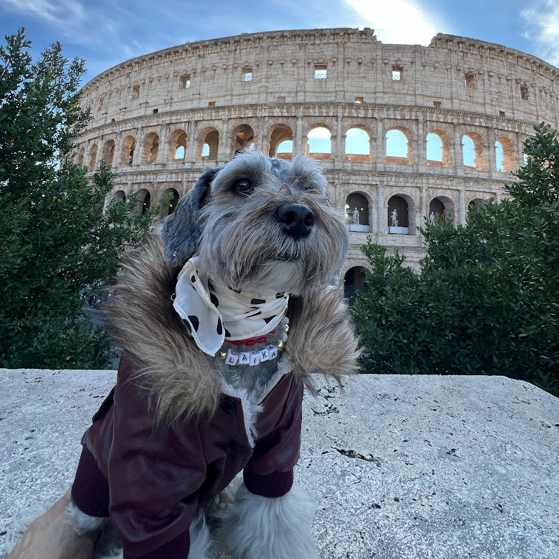 Laika la schnauzer, pestañeando con Laika