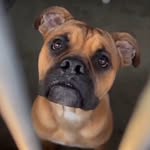 fur-homes-love