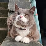 😺 ᴛʜᴏᴍᴀs ᴅᴀᴠɪs