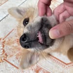 Pet Pet Pet Pet Pet