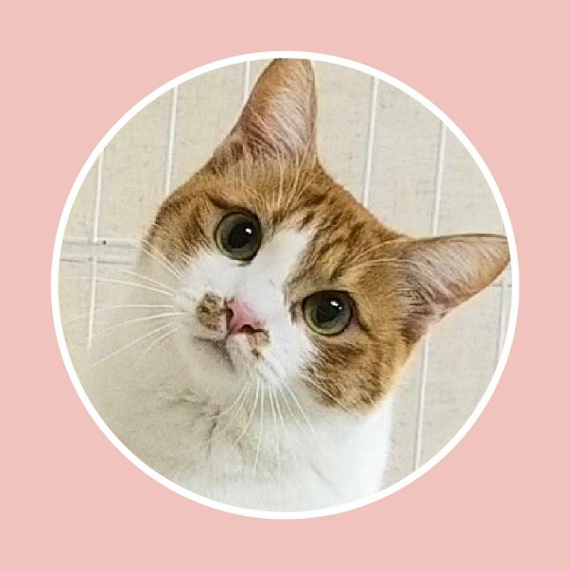 猫のお福です。