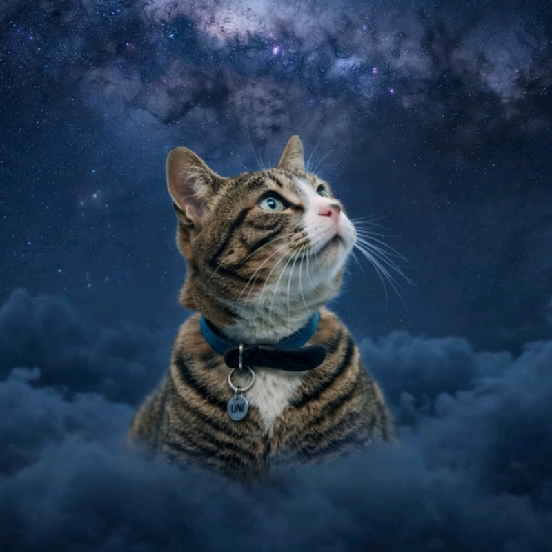 El Gato de las Weeekly 🐈