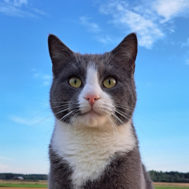 Sumu the Cat
