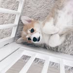 𝗔𝗥𝗖𝗛𝗘𝗥アーチャー𝚝𝚑𝚎 𝚌𝚘𝚛𝚐𝚒| ʏᴜᴋɪᴋᴏ