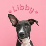 Libby the mini Malinois