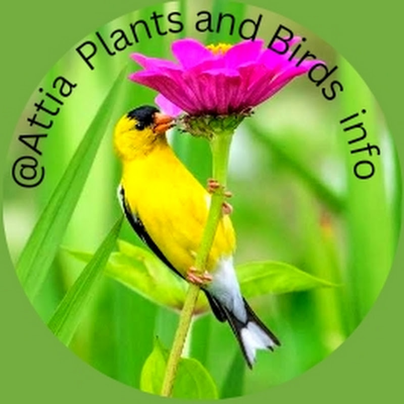 Attia plants and birds info