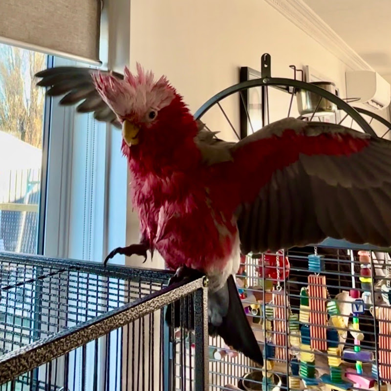 My house is an aviary
