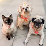 Princesa, Cristal, Nika, Flor e Ozzy