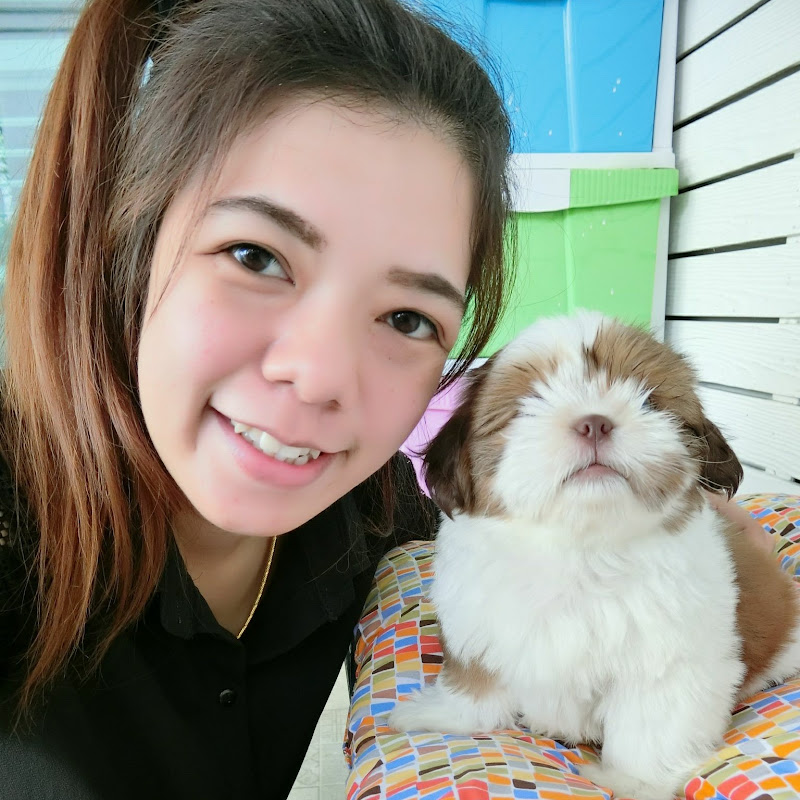 บ้านกิ๊ฟซ่าชิสุ // Baan Kibzaa Shihtzu ขายชิสุ