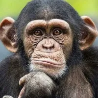 Animales.Animals.Animaux