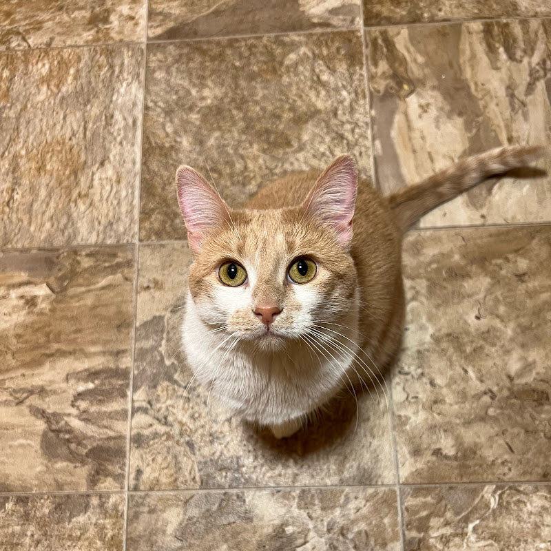 Uno The Orange Cat