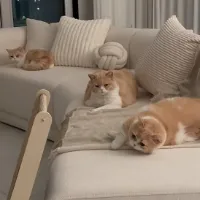 dearmycatv