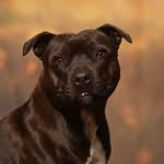 Peggy ~ Pet Influencer & UGC Creator