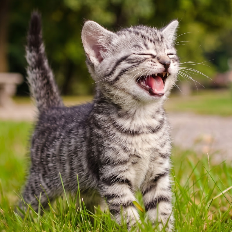 PetFun