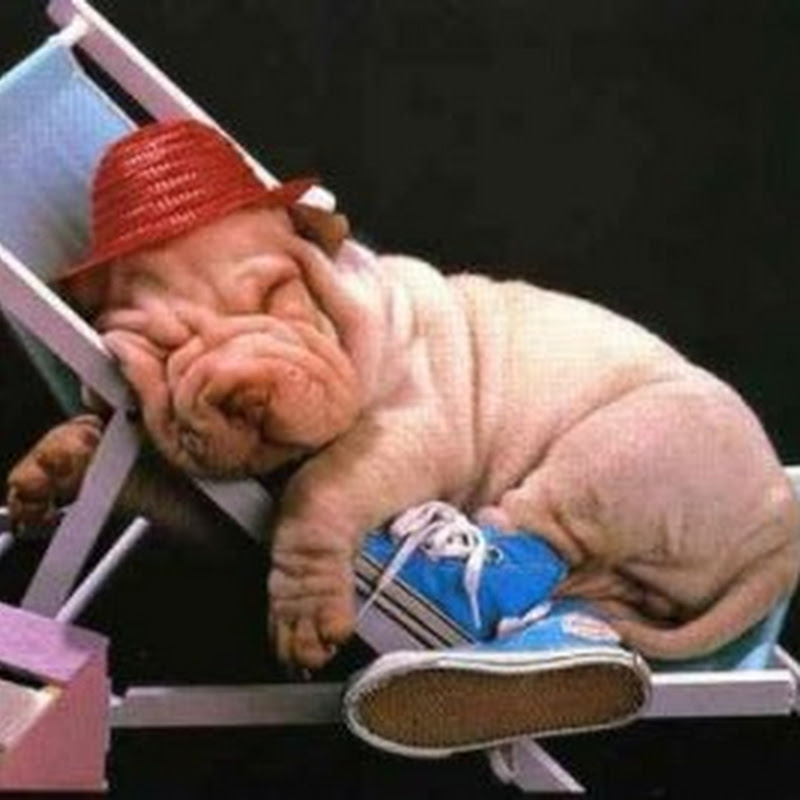 Spookyghost Scaryscooby