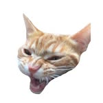 Dexter The Cat