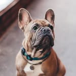 ЖИЗНЬ С ЛУИ 🐽