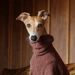 Nala the Italian Greyhound | UGC