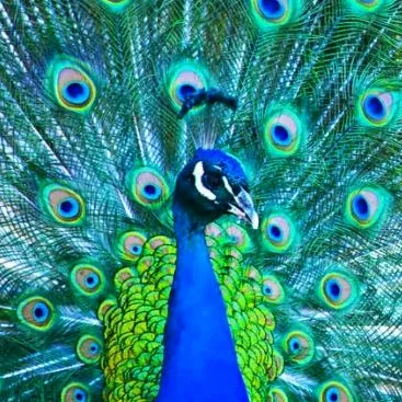 mayilpeacock