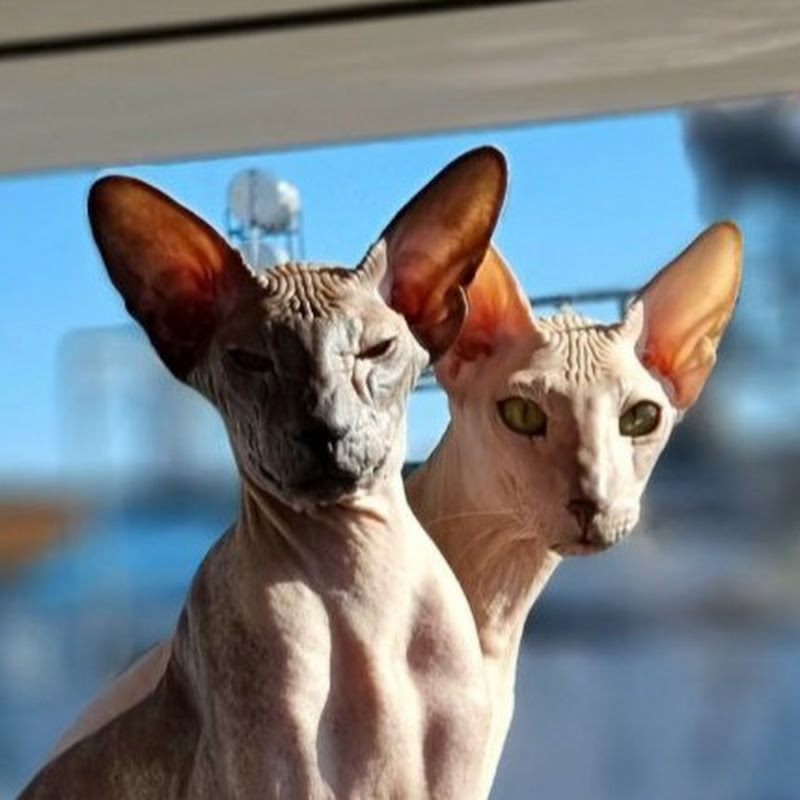 The Peterbalds. Extraordinary cats.