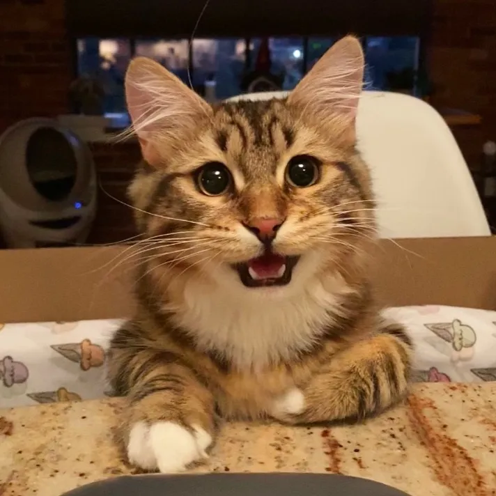 Pierogi