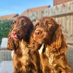 𝕄𝔸𝔹𝔼𝕃 & 𝕎𝕀𝕃𝕃𝕆𝕎