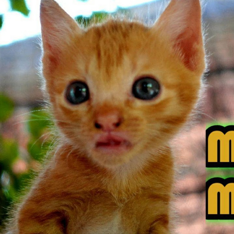 Short Tail Kitten TV