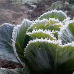 Huerta La Cañada