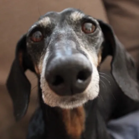 🐾 SENIOR DACHSHUND NOODLES 🐾
