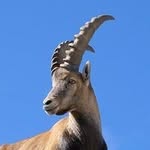 Sajad “The Superman” Sattari