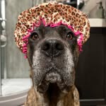 ZELDA THE DOG