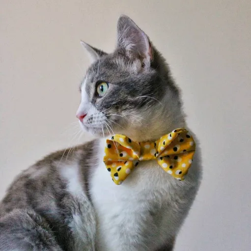 Sunny Le Chat