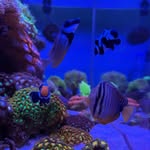 BY Aquascape 🐠 🪸🌿🪼