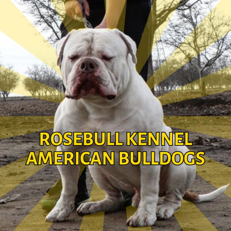 Rosebull Kennel - American Bulldogs