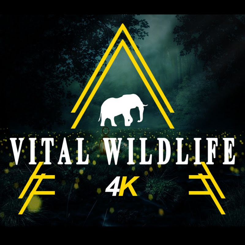  Vital Wildlife 4k