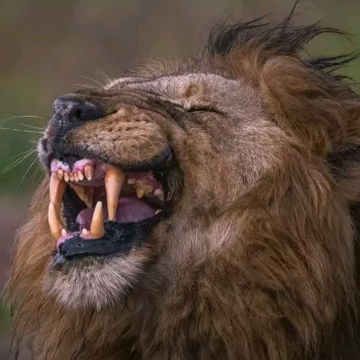 🦁『★』 🇱 🇮 🇴 🇳  『★』🦁