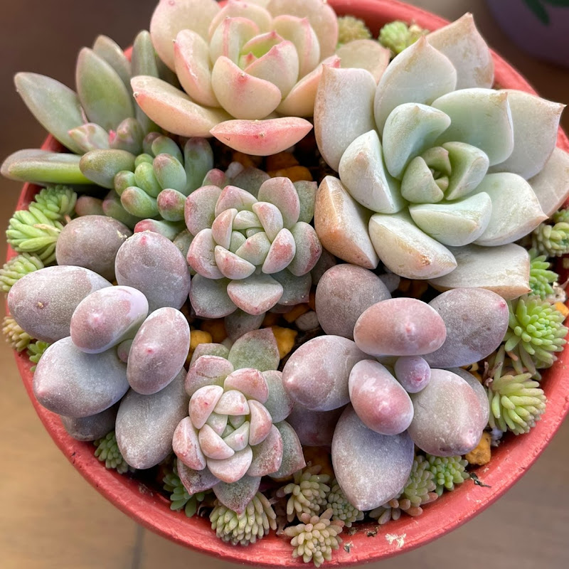 Diy&Succulents