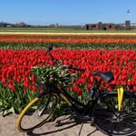 🇳🇱DutchExperienceTour.com 🚴 Guided Bike Tours Irene Kraak