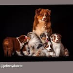 WindSpiritAustralian Shepherds