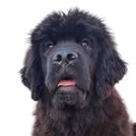 Harrieth