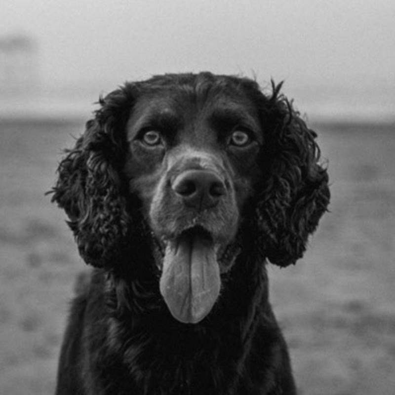Rico The Working Cocker Spaniel