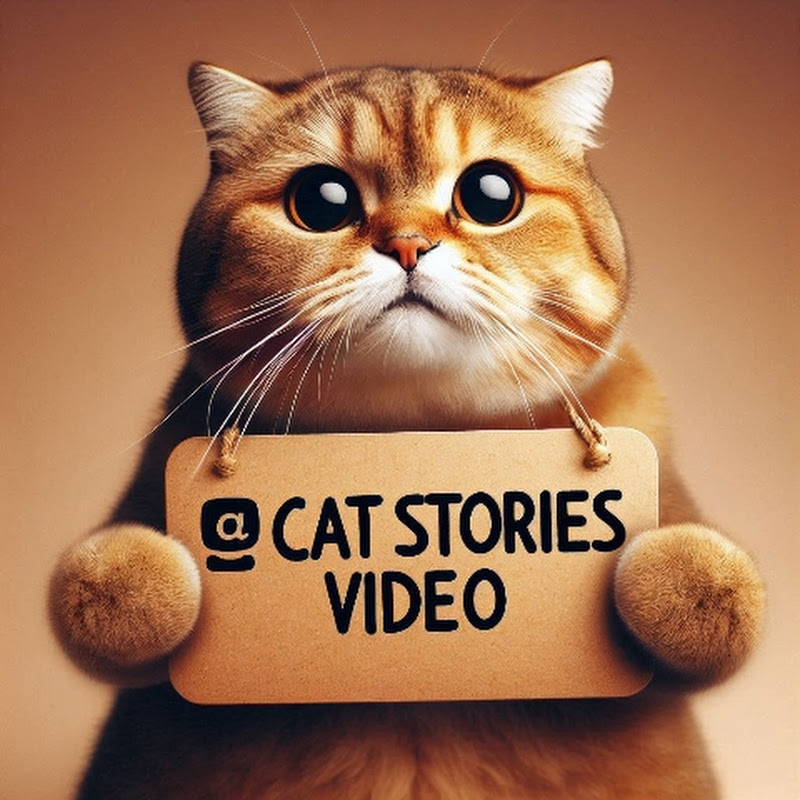 Cat Stories Video 