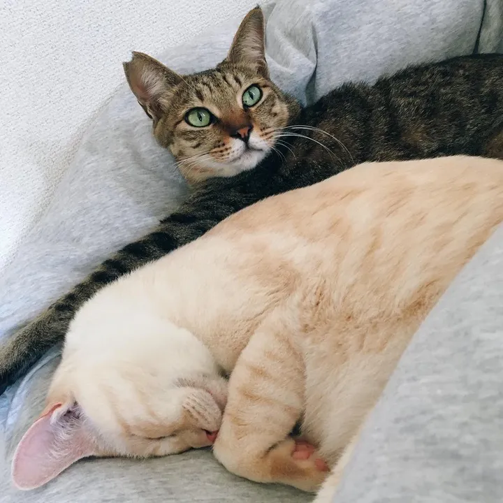 ささ