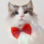 Entertaining 🐈lovers since -13