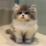 Mbul 🐱