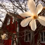 Elävän kulttuurin Koroinen ry