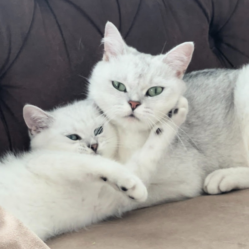 Mr. & Mrs. Silver