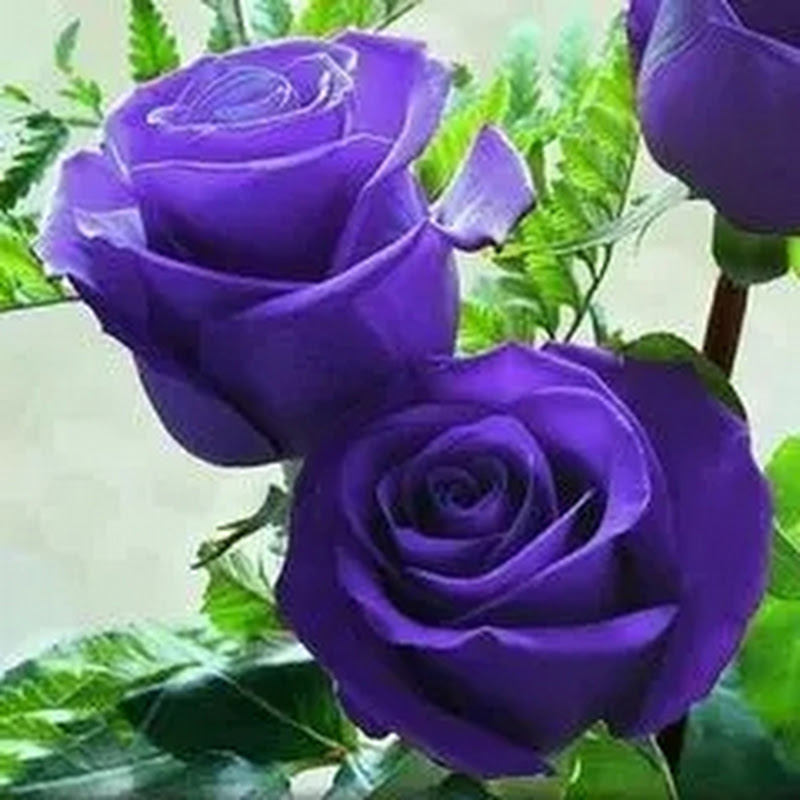 Ahmad Sy  أحمد